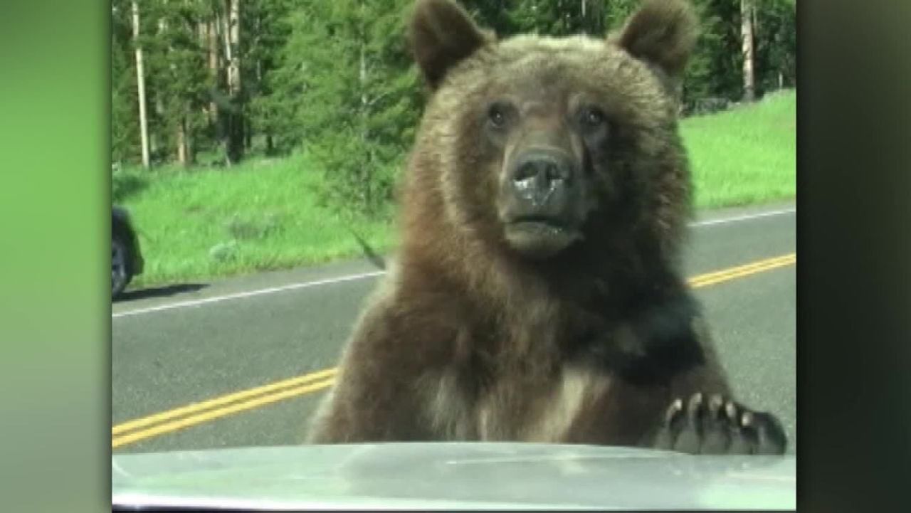 cnnee vo grizly bear scares people in a car _00003001.jpg