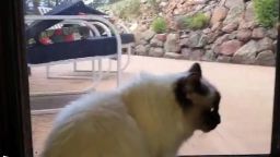House cat scares mountain lion