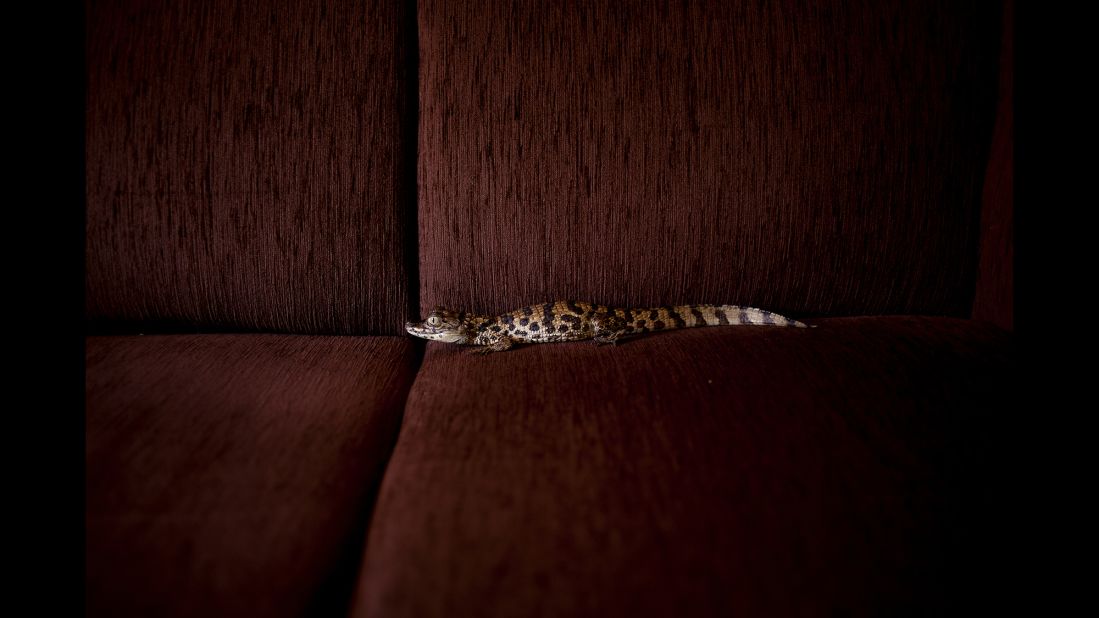 A baby alligator was one of the wild animals photographed in Joao Castilho's "Zoo" series. All of the animals were photographed in homes. "I wanted to shuffle positions and boundaries that sometimes are too rigid," Castilho said.