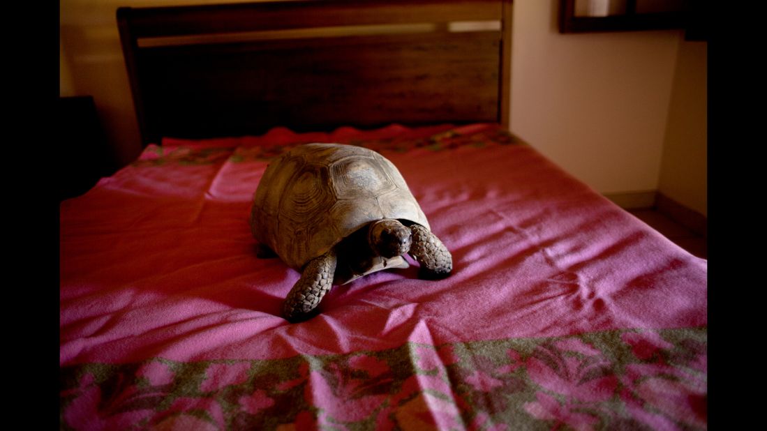 A tortoise rests on a bed. All of the animals were cared for by nongovernmental organizations in Brazil.