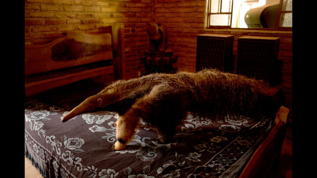 A giant anteater walks on a bed.