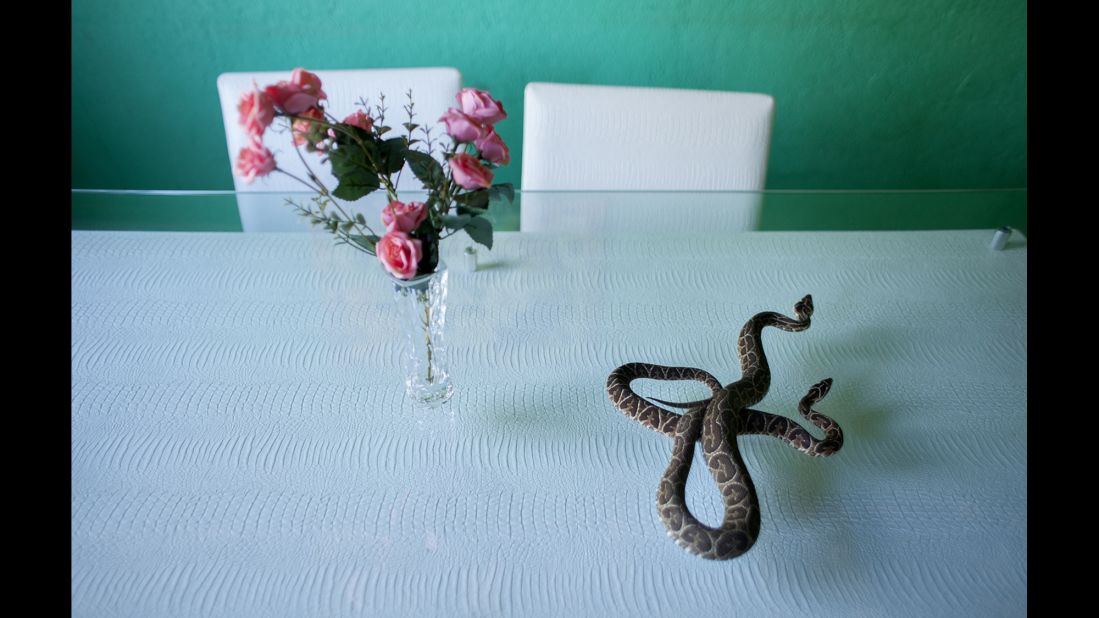 A snake called a urutu slithers on a glass table.