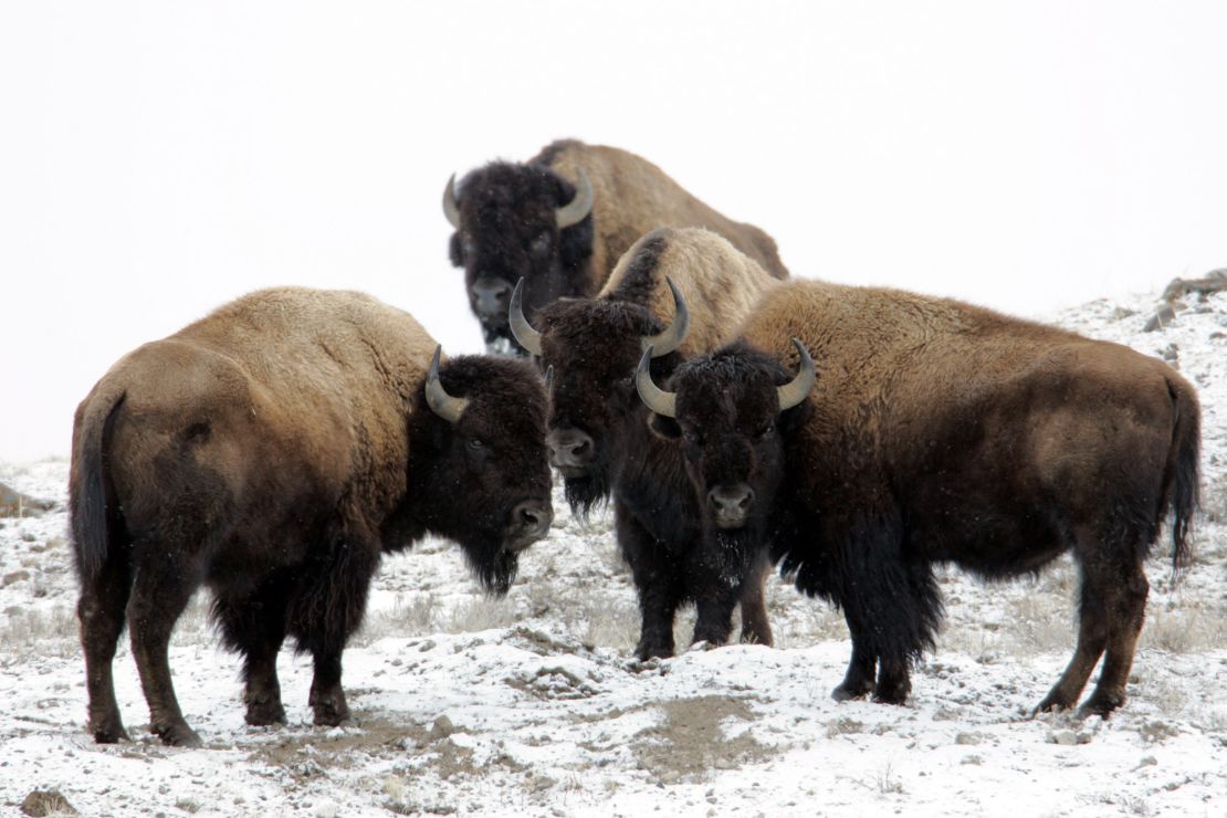 Bison can sprint three times faster than humans can run, park officials say.