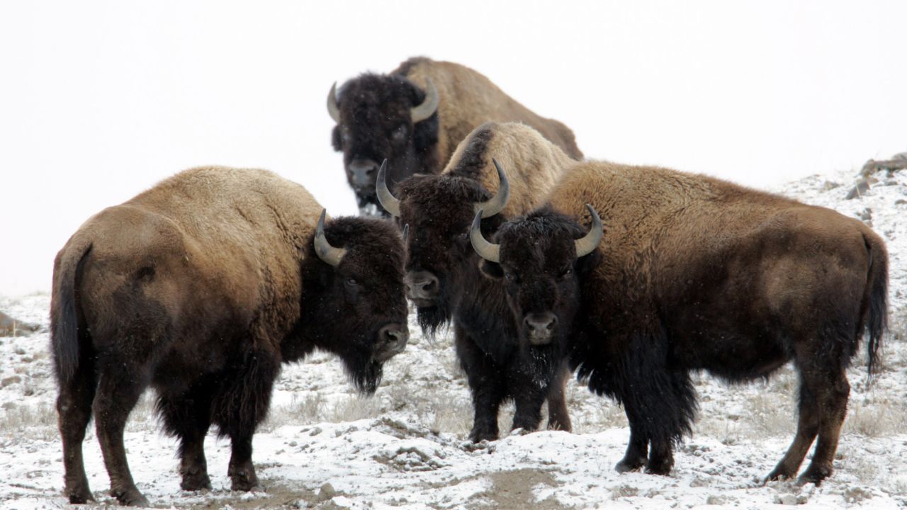 Bison can sprint three times faster than humans can run, park officials say.