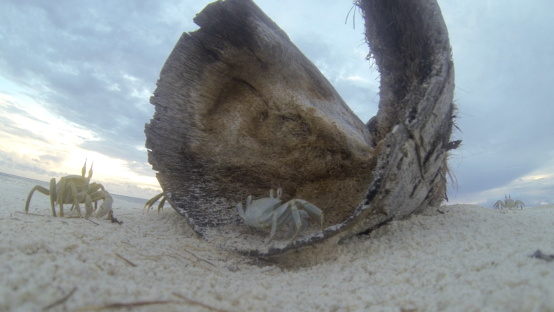 Like anywhere with sand, there's plenty of crabs to found too on Bird Island.