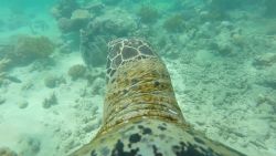 go pro turtle australia reef swimming orig_00010219.jpg