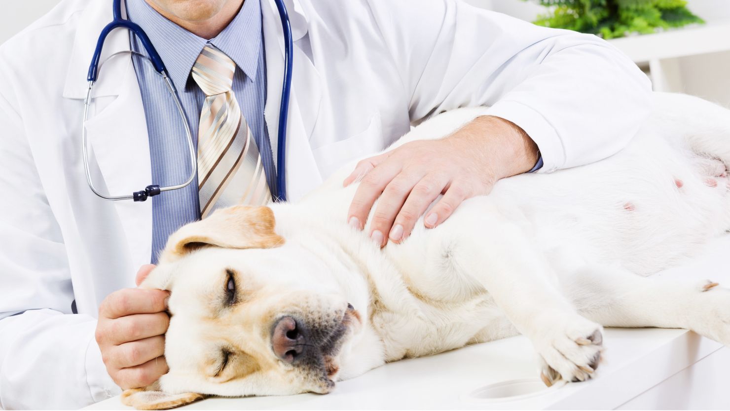 Two viruses -- A H3N8 and A H3N2 -- cause dog flu, according to the CDC.