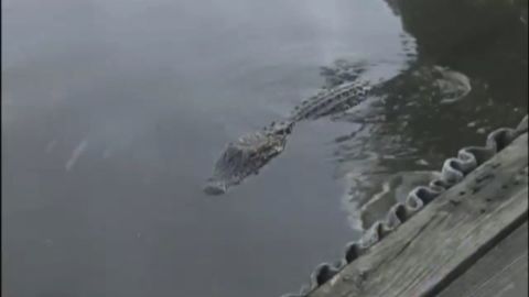 An alligator lurks in the bayou off Burkart's Marina