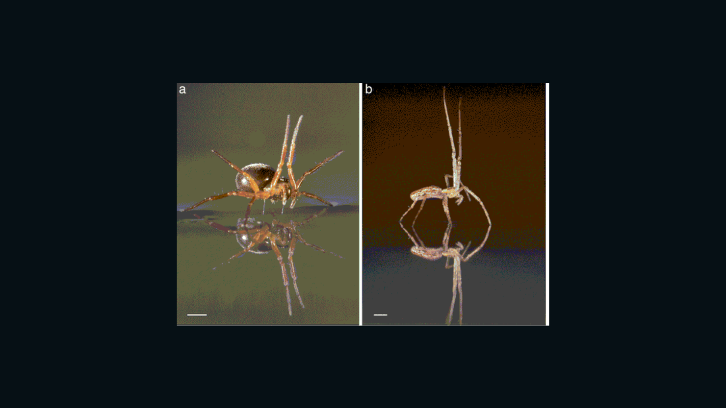 Many spiders can sail great distances over water, using legs or abdomens as sails