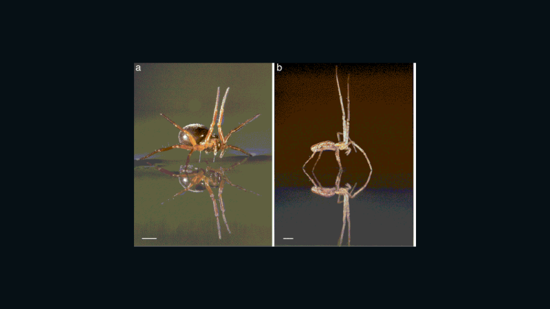 Spiders the size of your hand that can fly for miles? They're coming, researchers say
