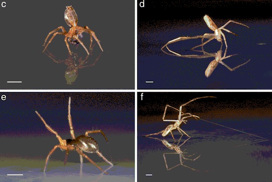 Some spiders are great sailors that can traverse oceans