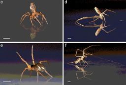 Some spiders use multiple skills to sail over water