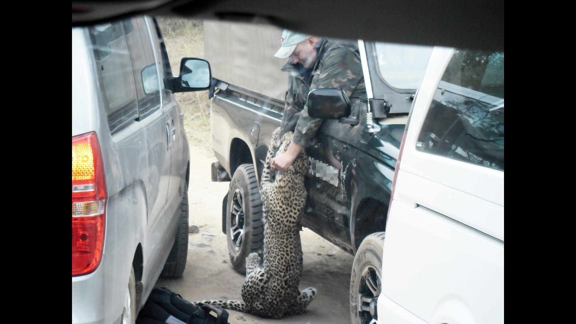 How to avoid a leopard attack - Discover Wildlife