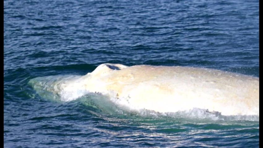 new zealand white humpback whale dnt_00001003.jpg