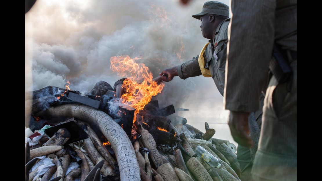 The tusks siezed were expected to burn for 24 hours.