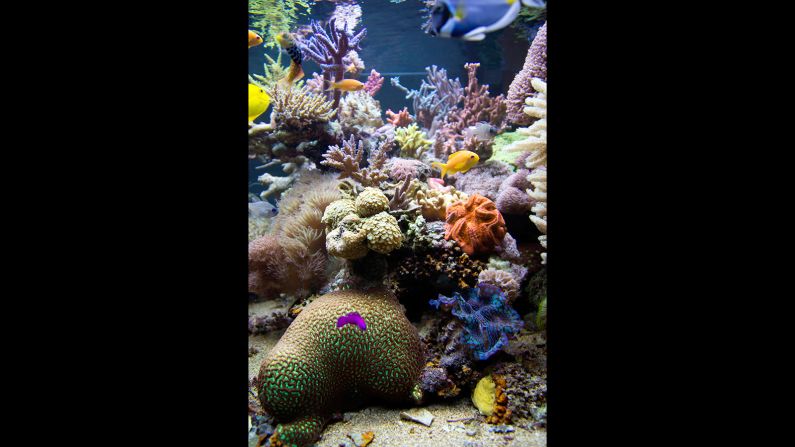 The Great Barrier Reef is a vast,1,600-mile sweep of coral reef. It's a magnet for divers with more than 400 species of marine life spanning from the great baleen whales to thorny urchins.