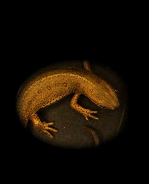Salamanders, such as the red spotted newt, can regrow an impressive range of body parts, including full limbs. Maximina Yun at University College London is studying their abilities to explore the potential to apply this to humans.