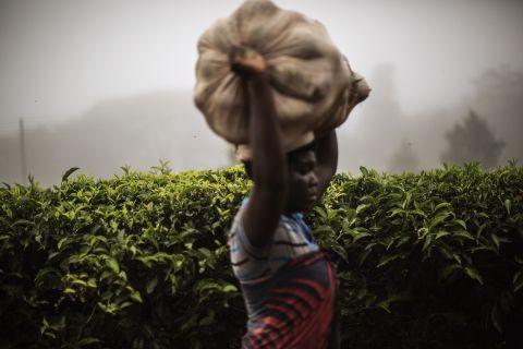 Malawi is home to the oldest tea bushes in Africa, with many dating back to the 19th century. The soil in Malawi is a rich red, and the brew that comes from Malawian tea is famous for possessing a similarly vibrant red hue. 