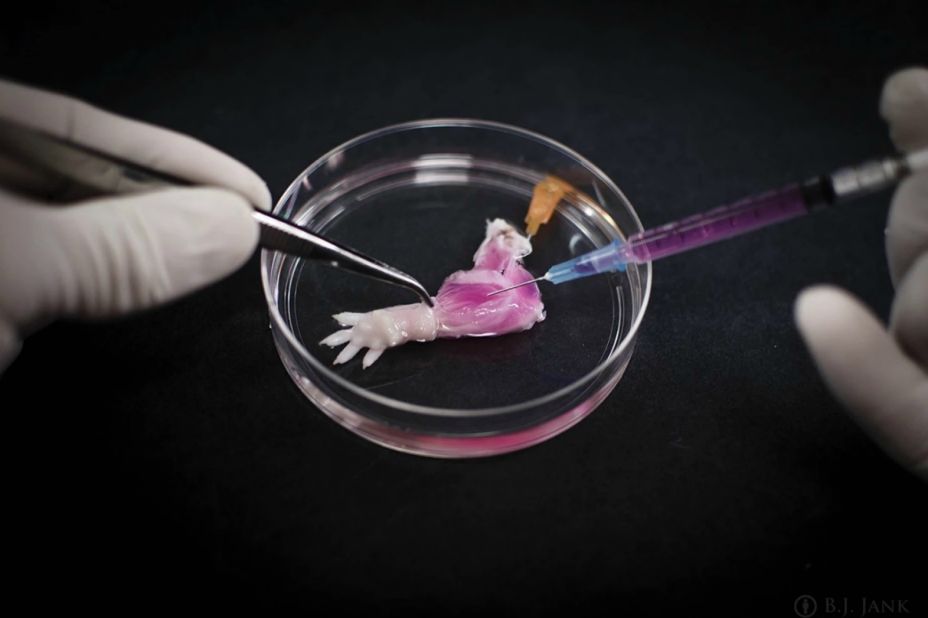 Harald Ott and his team at Massachusetts General Hospital recently regenerated the limb of a rat in the lab, by flushing the arm of all cells and then regrowing them with cells from a different rat.