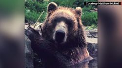 bear smashes glass at minnesota zoo moos pkg erin _00002718.jpg