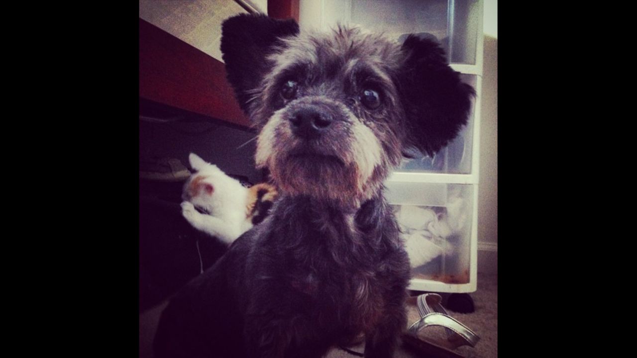 Chester, 'bucket list' dog, dies | CNN