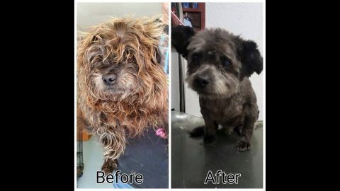 Chester, who was about 14, was in bad shape when he arrived at a Columbus, Georgia, shelter in April. The shelter gave him a bath and a grooming.