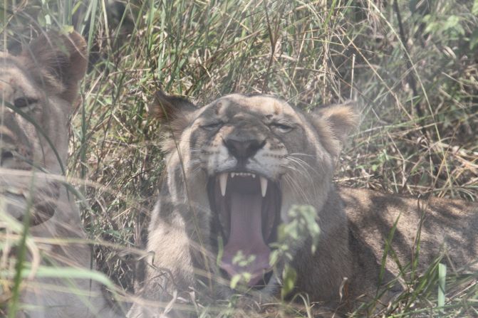 One of the transported lions yawns in her temporary enclosure on July 5.