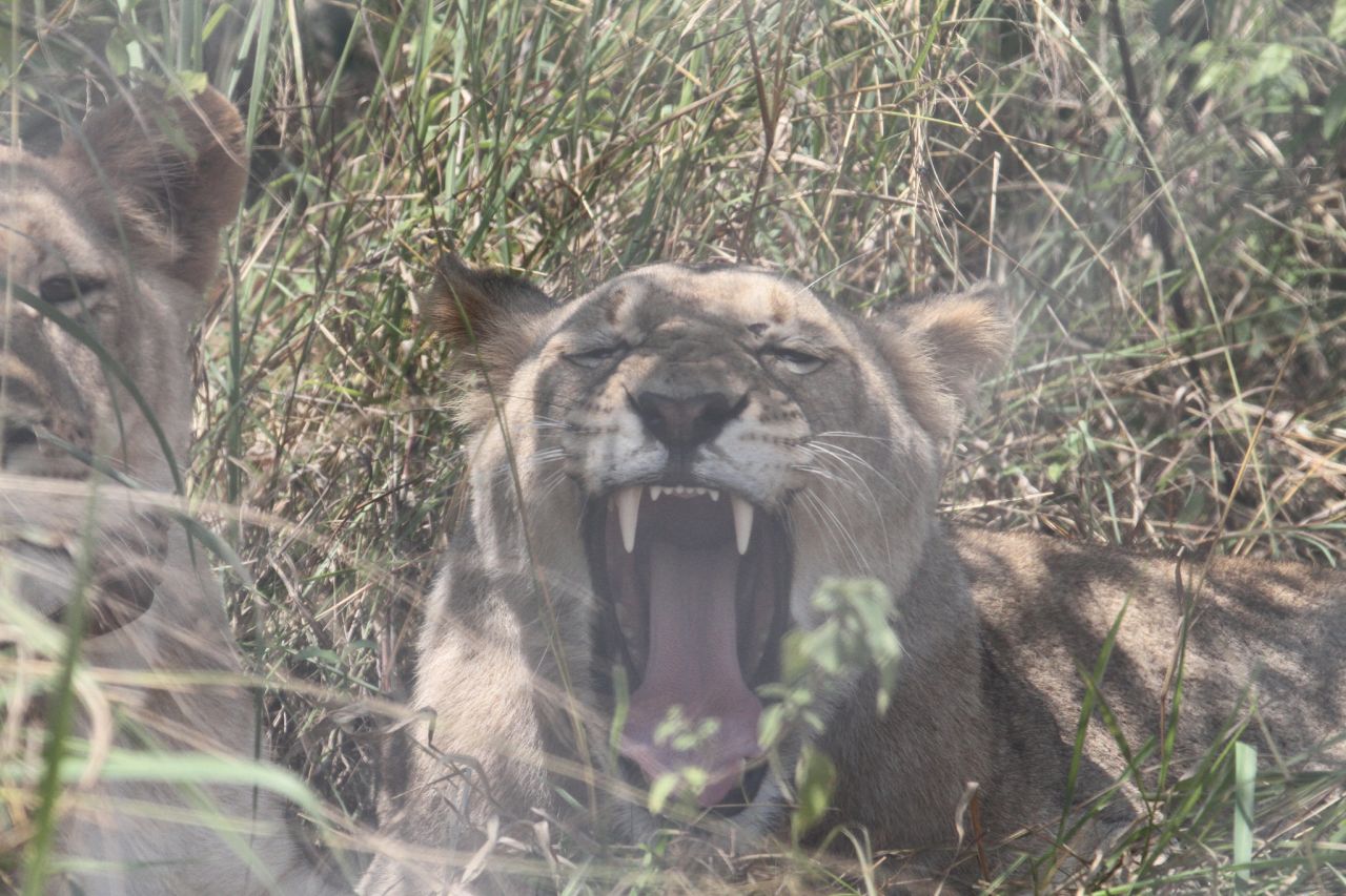 One of the transported lions yawns in her temporary enclosure on July 5.