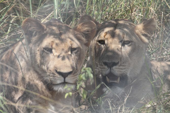 Rwanda's new lions will spend a few weeks to acclimatize and be monitored by the Akagera National Park veterinary team. 