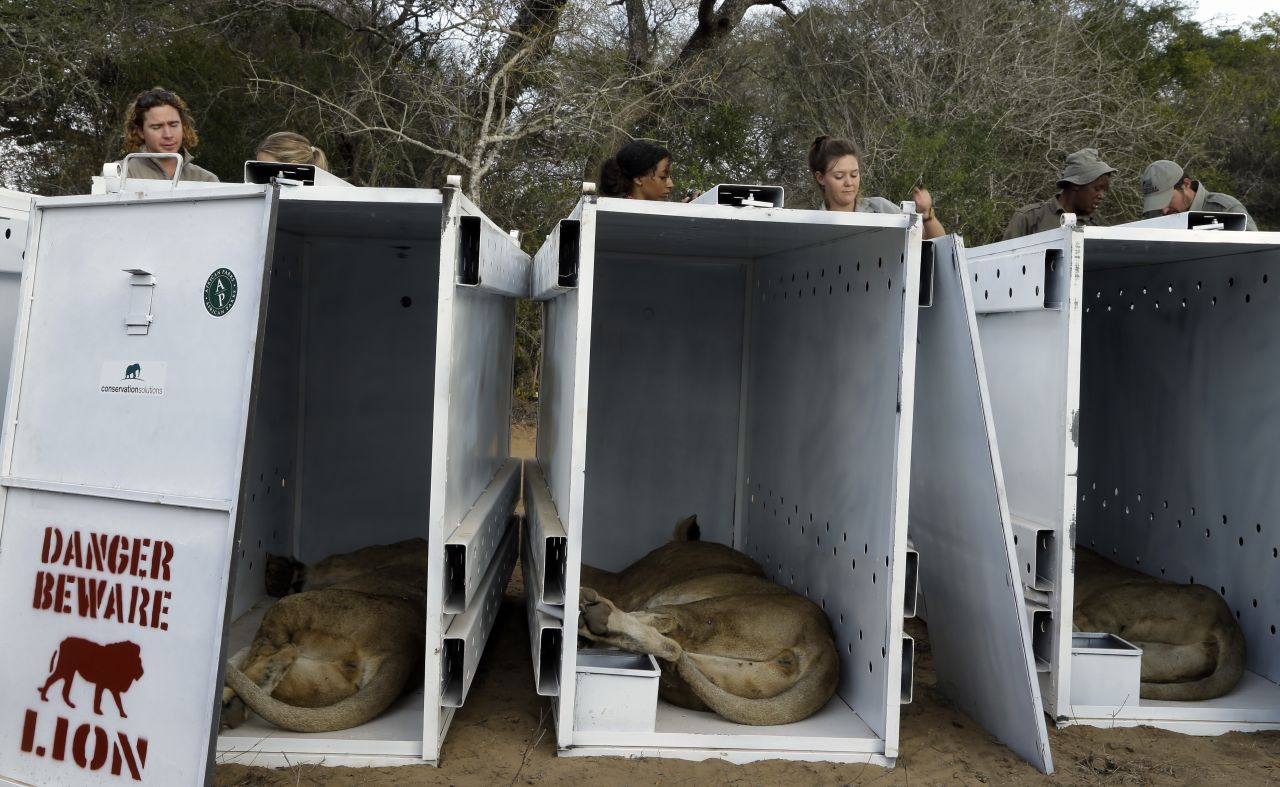 Sedated lions lie inside their travel containers as game reserve officials sort out transportation paperwork.