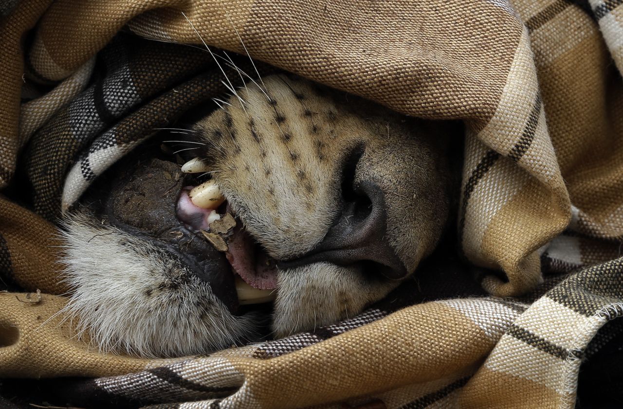 A sedated, blindfolded lion lies in the dirt in Phinda Private Game Reserve, South Africa, on June 29, 2015. The lion is one of seven which was transported from South Africa to Akagera National Park in Rwanda to reintroduce the animals to the country.