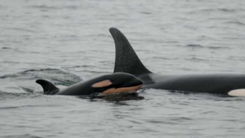 endangered baby killer whales pkg_00002907.jpg