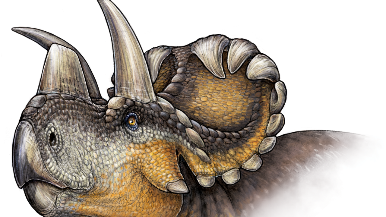 The Wendiceratops' nose horn is a kind of missing link in the evolution of dinosaurs