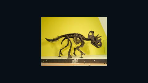 The Wendiceratops model can be viewed at Toronto's Royal Ontario Museum.