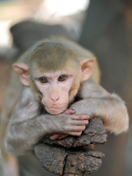 Researchers at Massachusetts General Hospital have used human cells to regenerate the arm of a macaque monkey. The aim is to one day grow human arms for transplantation. 