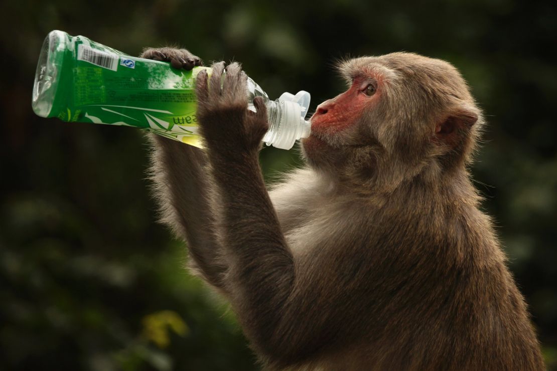 macaque drinking bottle