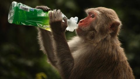 macaque drinking bottle