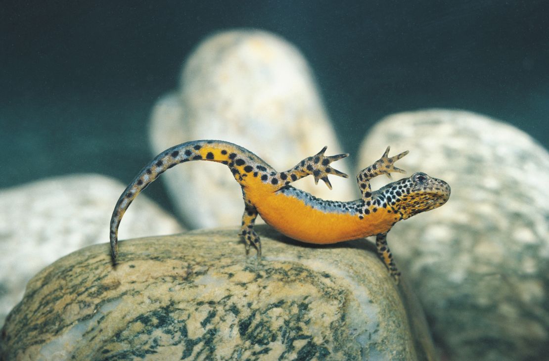 Salamanders are able to regenerate their body parts. Pictured, an Alpine Newt salamander.