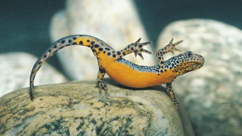 Salamanders are able to regenerate their body parts. Pictured, an Alpine Newt salamander.