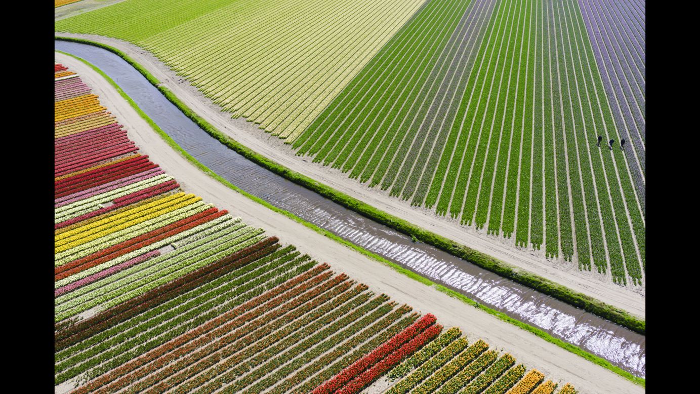 <strong>3rd Prize Winner, Places category</strong>: Tulip fields <a href="http://www.dronestagr.am/between-sassenheim-and-voorhout-the-netherlands/" target="_blank" target="_blank">between Sassenheim and Voorhout</a> in the Netherlands