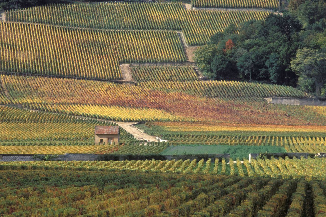 <strong>The climats, terroirs of Burgundy, France.</strong> The Burgundy designation includes the town of Dijon, whose political system gave rise to the region's climate production system and the villages and vineyards that are the commercial aspect of the production system.