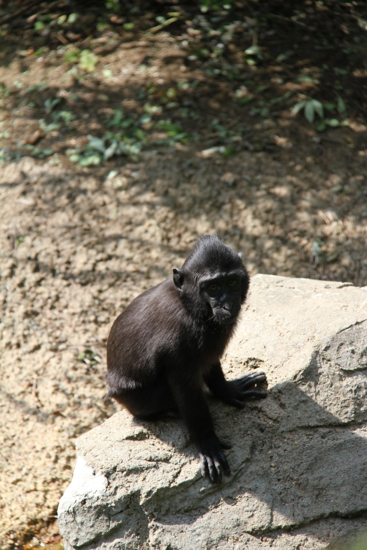 Zimm the Memphis monkey back in zoo | CNN