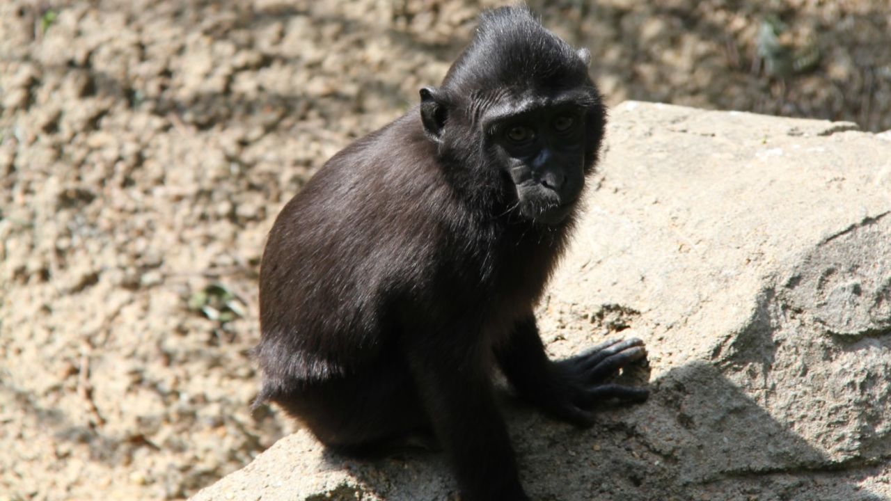 Zimm, a three-year-old sulawesi macaque
