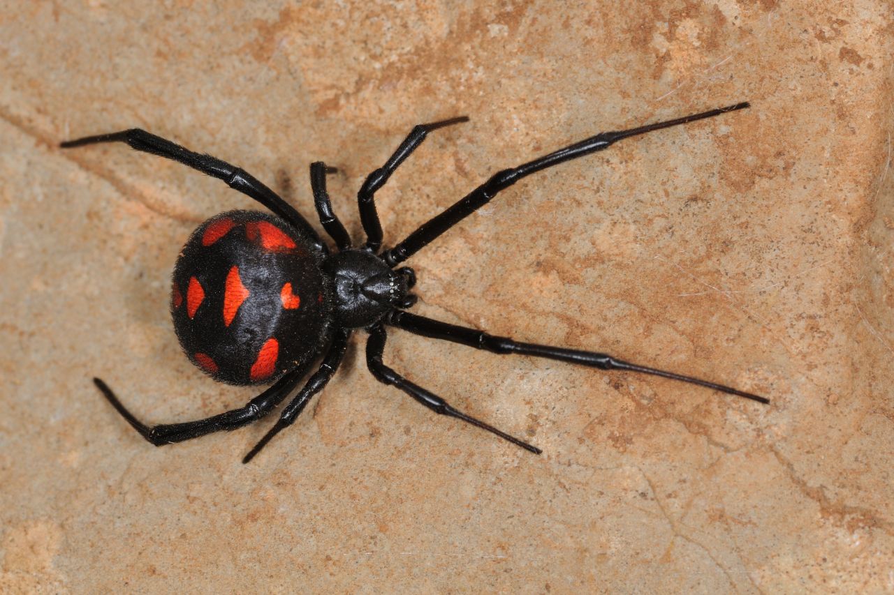 The black widow's bite releases venom that causes chest pain and muscle cramps, which can usually be remedied with anti-venom or muscle relaxant. 