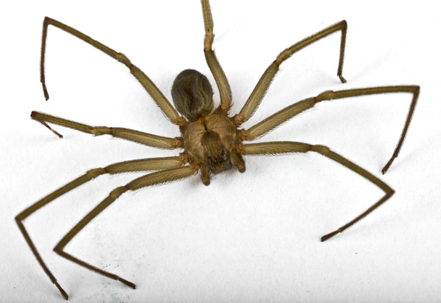 A brown recluse's venom can cause ulcers and rotting skin, wounds usually heal with proper care and cleaning.