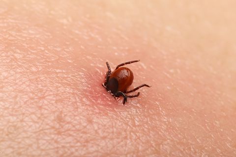If you don't remove a tick within 36 to 48 hours, you should get antibiotic treatment.