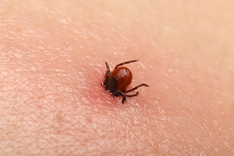 can ticks jump from dogs to humans