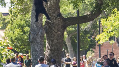 This bear was not hurt from its fall after it was tranquilized in Boulder, Colorado, and authorities planned to take it to the mountains.