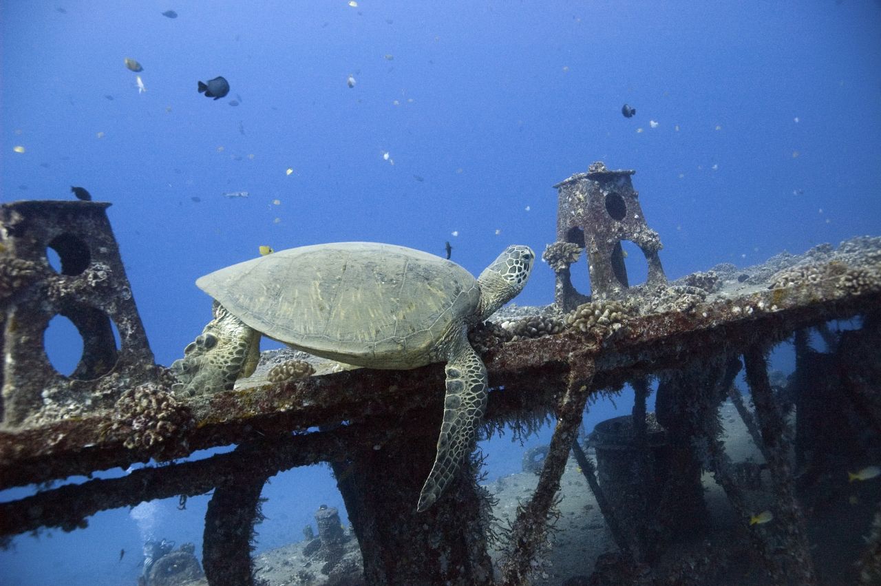 A turtle explores a shipwreck in Hawaiian waters. <a href="http://ireport.cnn.com/docs/DOC-1188434">Peter Restivo</a> captured this curious creature while scuba diving. 