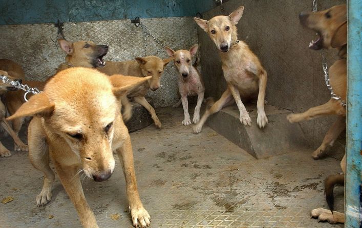 Stray dogs stand in a Municipal Corporation of Delhi (MCD) van after they were captured during a sterilization and anti-rabies vaccination operation in the city on June 19, 2003.